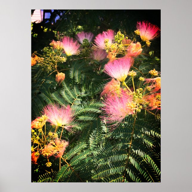 Poster Bright Mimosa Bloom (Devant)