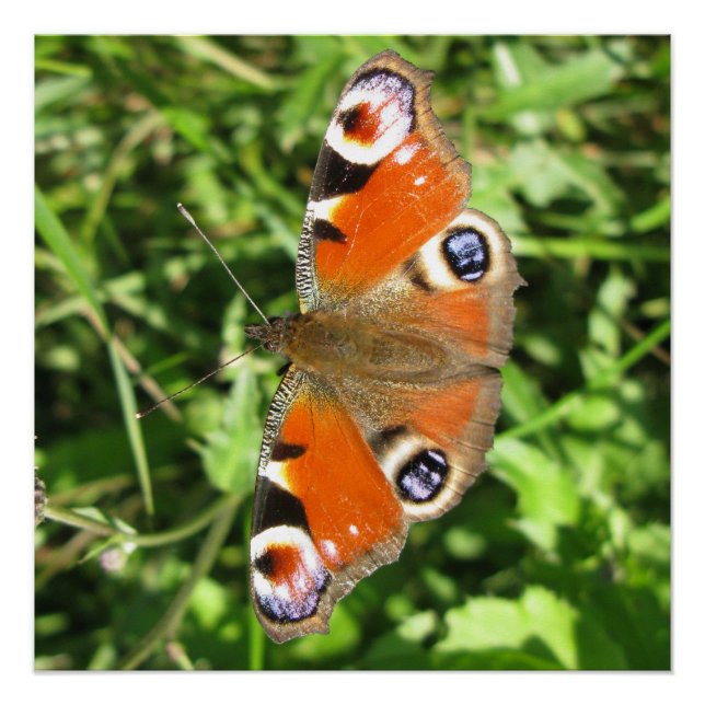 Poster brillant (Devant)