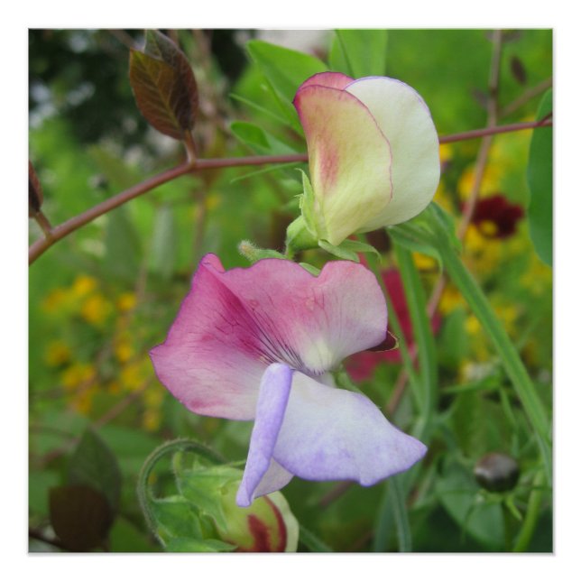 Poster brillant (Devant)