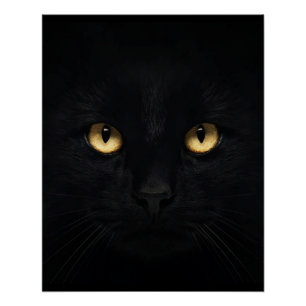 Poster brillant de chat noir