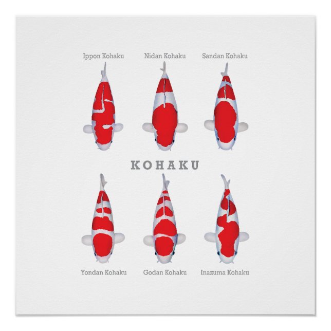 Poster brillant Kohaku Collection Carp (Devant)