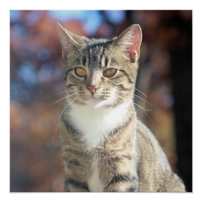 Poster Brin (Devant)