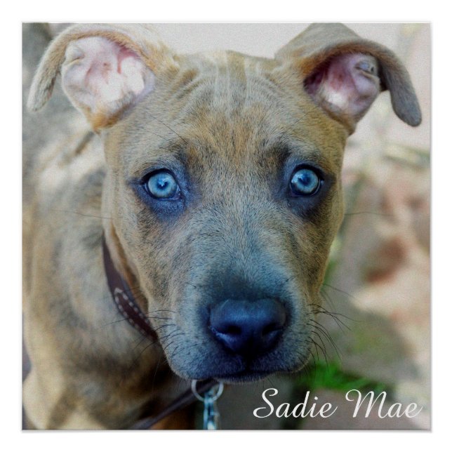 Poster Brindle Pit Bull Puppy par Shirley Taylor (Devant)