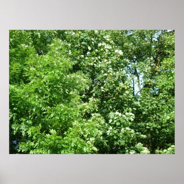 Poster Brise d'été (Devant)