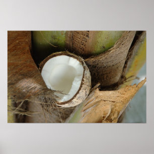 Poster Broken coconut