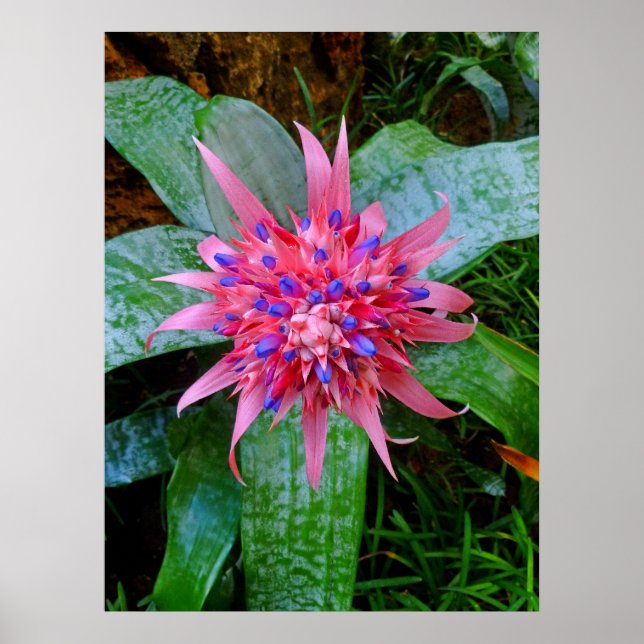 Poster Bromeliad (Devant)