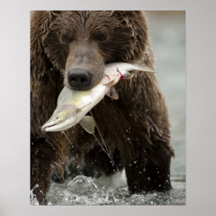 Poster Brown bear ou Coastal Grizzly Bear, Ursus
