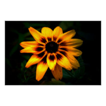 Brown Eyed Susan Flower