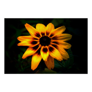 Poster Brown Eyed Susan Flower