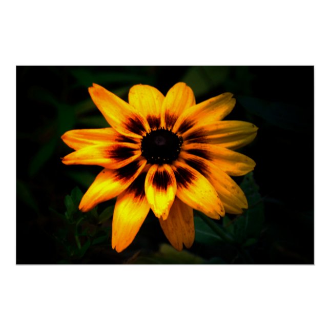 Poster Brown Eyed Susan Flower (Devant)
