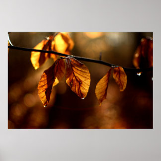Poster Brown leaves lighted by the morning sun