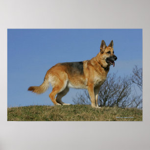 Poster Brown Long Haired Berger allemand 2