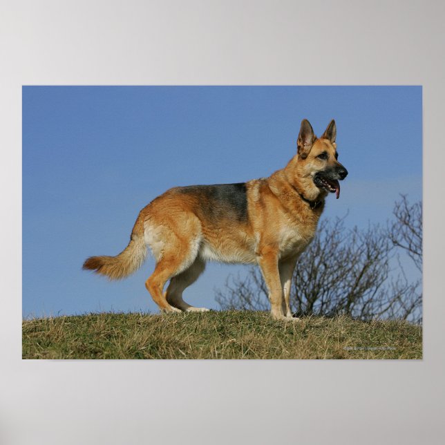 Poster Brown Long Haired Berger allemand 2 (Devant)