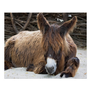 Poster Brown Poitou Donkey