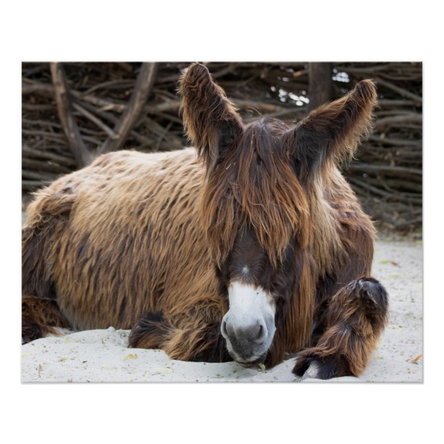 Poster Brown Poitou Donkey (Devant)