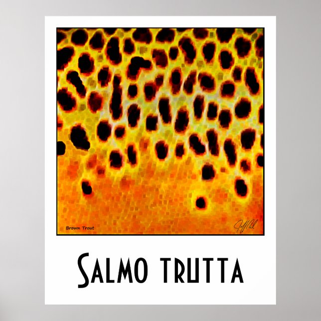 Poster Brown truite (Devant)