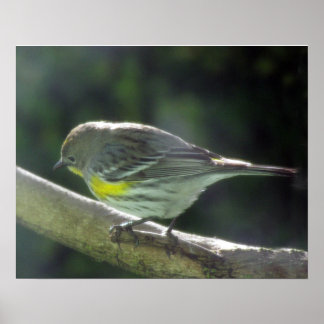 Poster - Bruant à poitrine jaune sur la branche