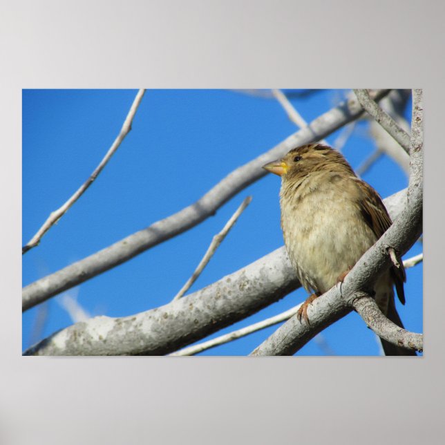 Poster Bruant mou (Devant)