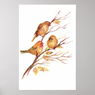 Poster Bruant, Oiseau, Jardin, Nature animale