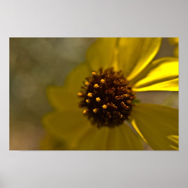 Poster Brush du désert en fleurs (Devant)