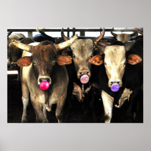 Poster Buble Gum soufflant Rodeo Bull Vaches Art Occident
