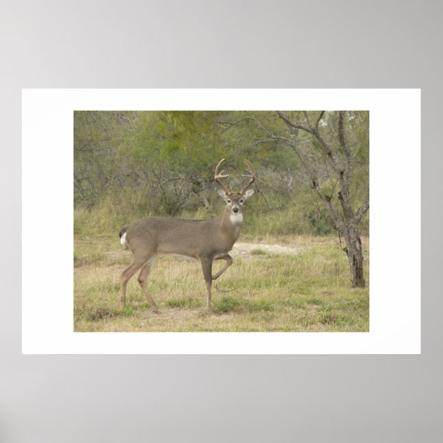 Poster Buck. (Devant)