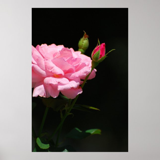 Poster Bud d'un rose (Devant)