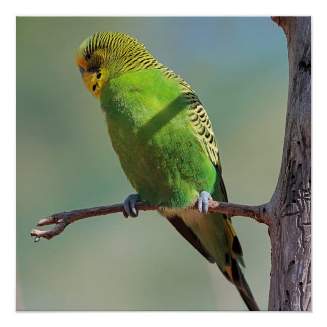 Poster Budgie_2015_0102 (Devant)