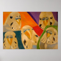 Poster Budgie Budgerigar