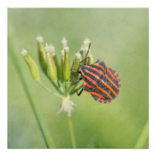 Poster Bug rouge - Une Bouteille supplémentaire ne fait p