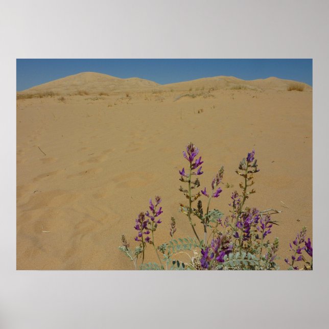 Poster Buisson d'indigo du Mojave et dunes de Kelso (Devant)