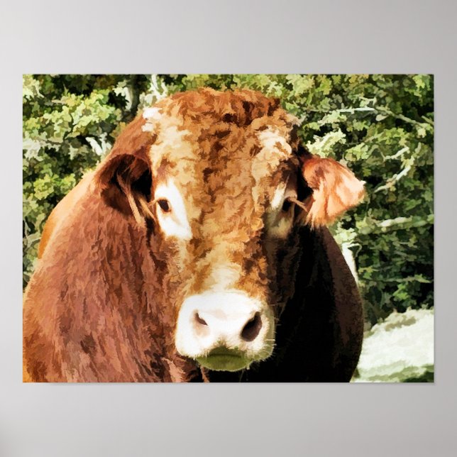 POSTER BULL (Devant)