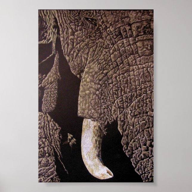 Poster Bull Elephant (Devant)