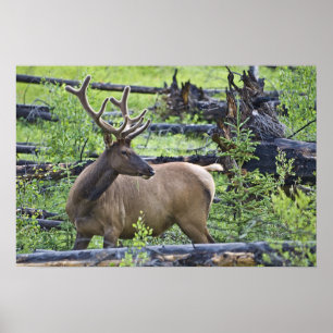Poster Bull Elk