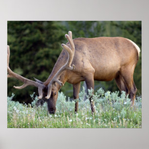Poster Bull Elk avec bois dans le pâturage de velours