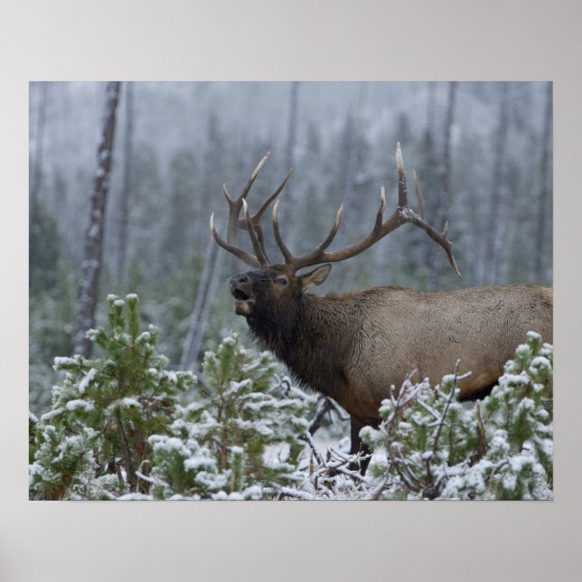 Poster Bull Elk dans l'appel de neige, bourdonnement, Yel (Devant)