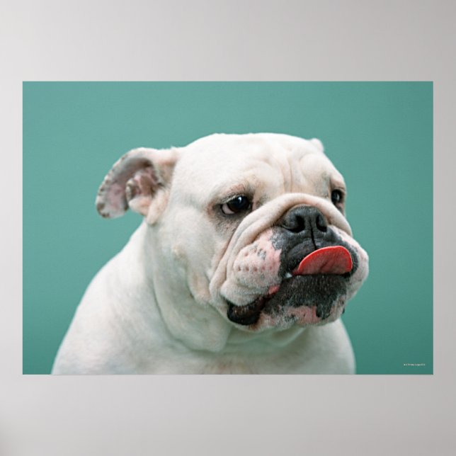 Poster Bulldog (Devant)