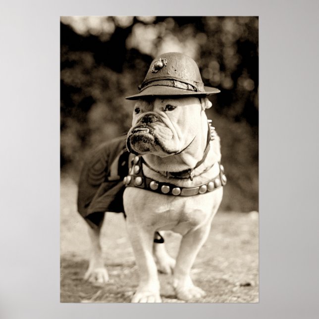 Poster Bulldog en patrouille avec casquette et cape (Devant)