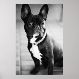 Poster Bulldog français