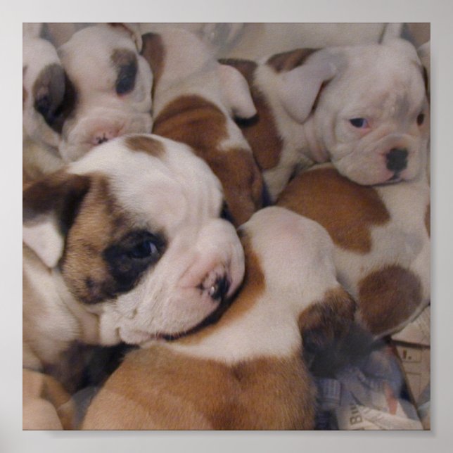Poster Bulldog Puppies (Devant)