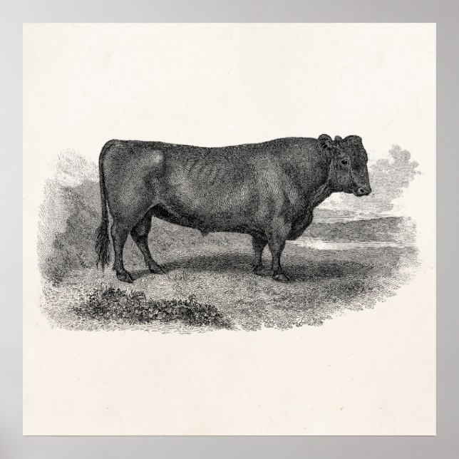 Poster Bulles de vache rétro vintage des années 1800 (Devant)