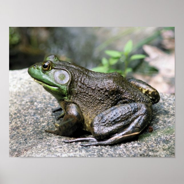 Poster Bullfrog Assis Sur Rock Nature (Devant)