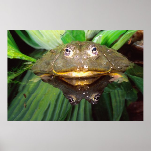 Poster Bullfrog, Pyxicephalus 2 (Devant)