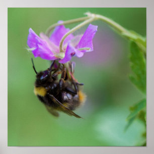 Poster Bumble Bee Photo