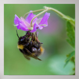 Poster Bumble Bee Photo