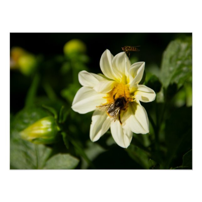 Poster Bumblebee et dahlia blanc photo (Devant)