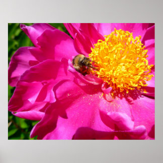 Poster Bumblebee et Peony