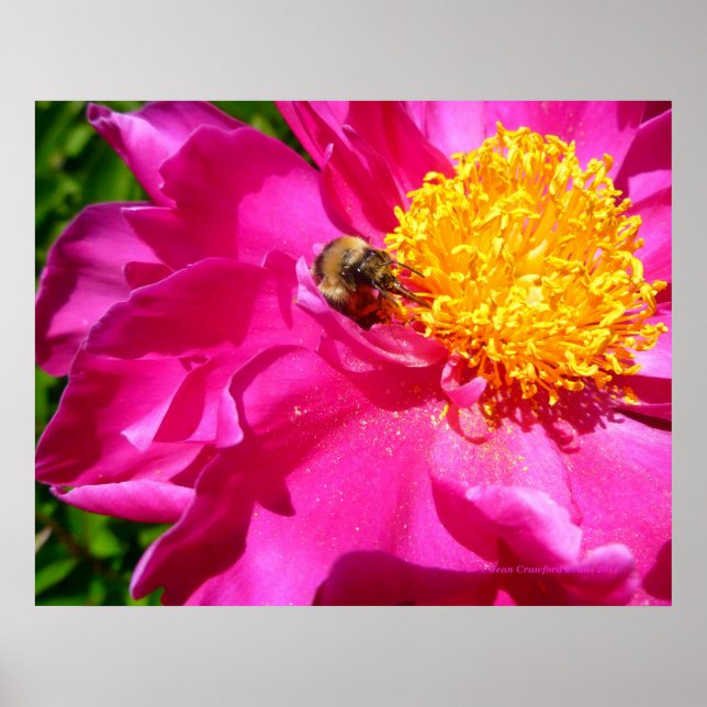 Poster Bumblebee et Peony (Devant)