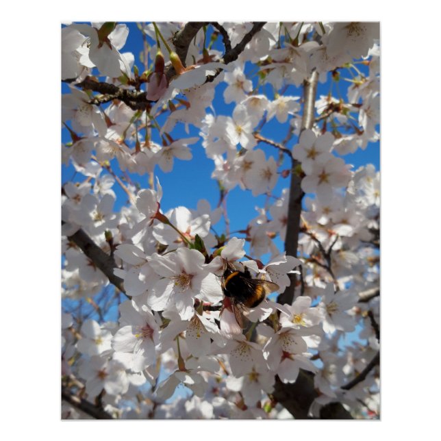 Poster Bumblebee sur la fleur de cerisier sauvage (Devant)
