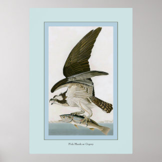 Poster Buse à poisson ou balbuzard pêcheur
